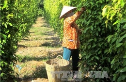 Nông dân Ninh Thuận tích cực ứng dụng khoa học kỹ thuật vào sản xuất 